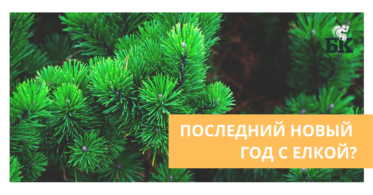 В Киеве запретят елочные базары