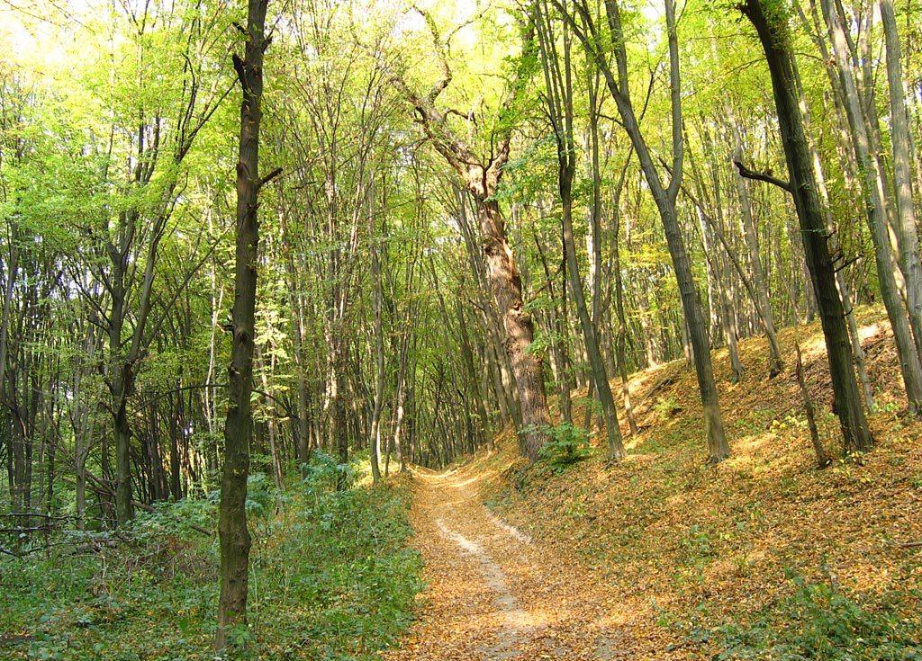 виноградарский лес