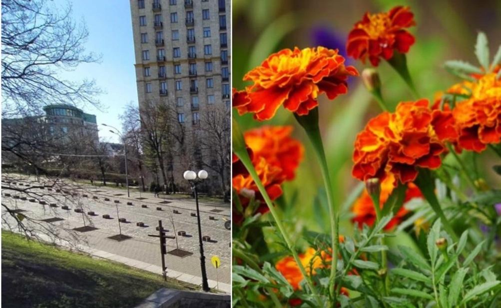 На аллее Героев Небесной сотни зацветут бархатцы