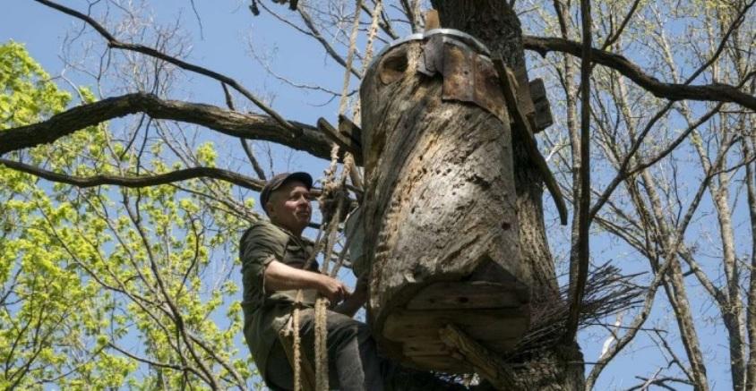 Відкрився віртуальний музей бортництва – чим він унікальний