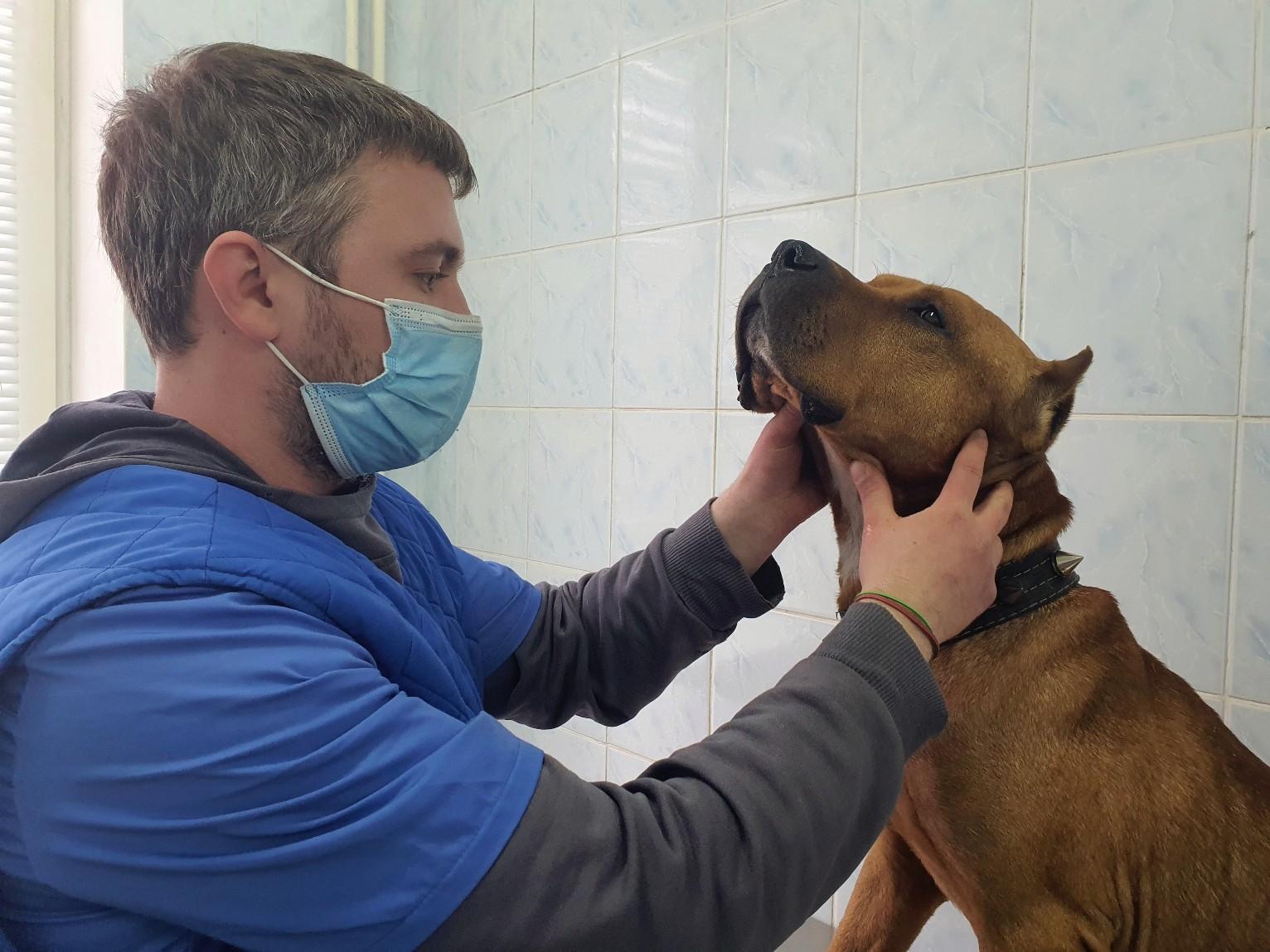 Кліщі у тварин: чим небезпечні та як захистити свого улюбленця