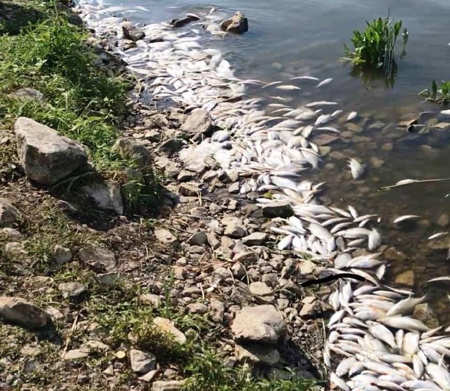 У річці під Києвом живцем “зварилась” риба