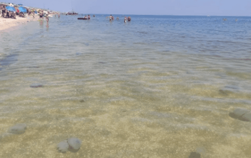 На Азовському морі не розслабишся. Трикілограмові медузи заполонили берег (ФОТО)