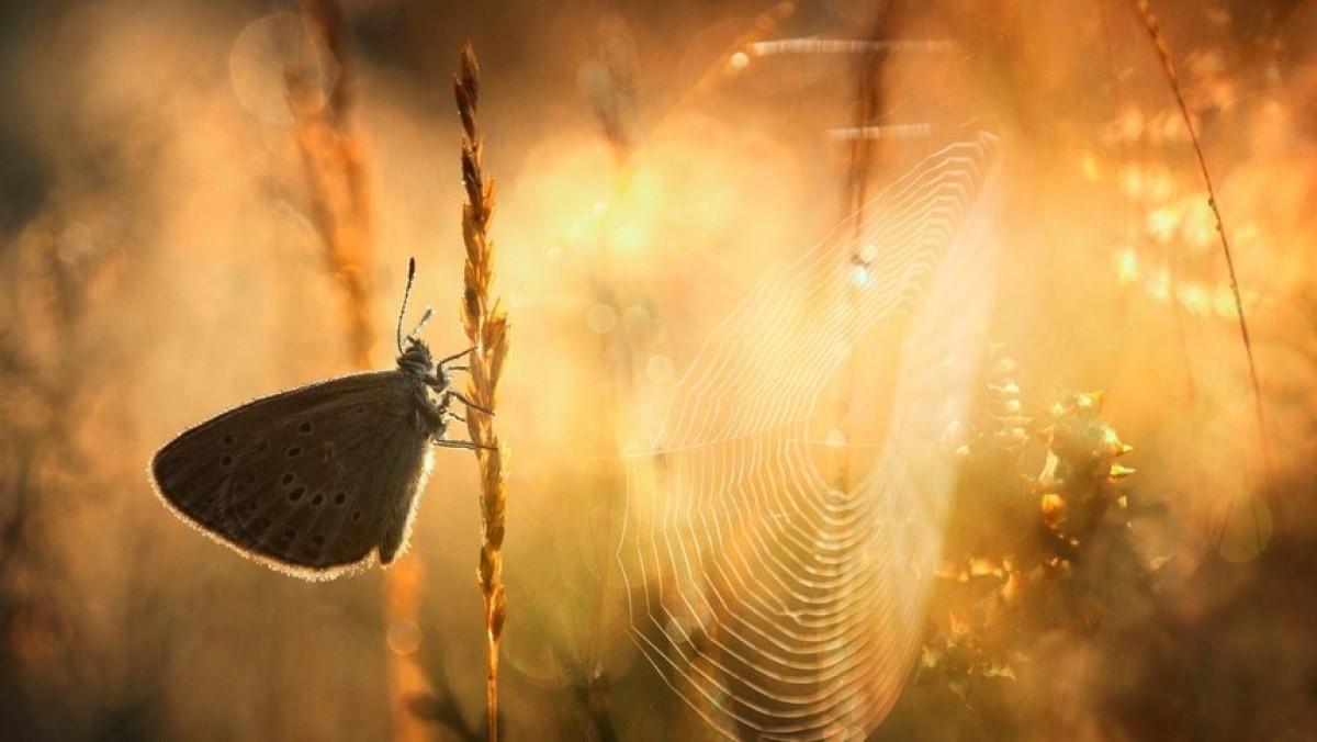 У Києві почалось бабине літо
