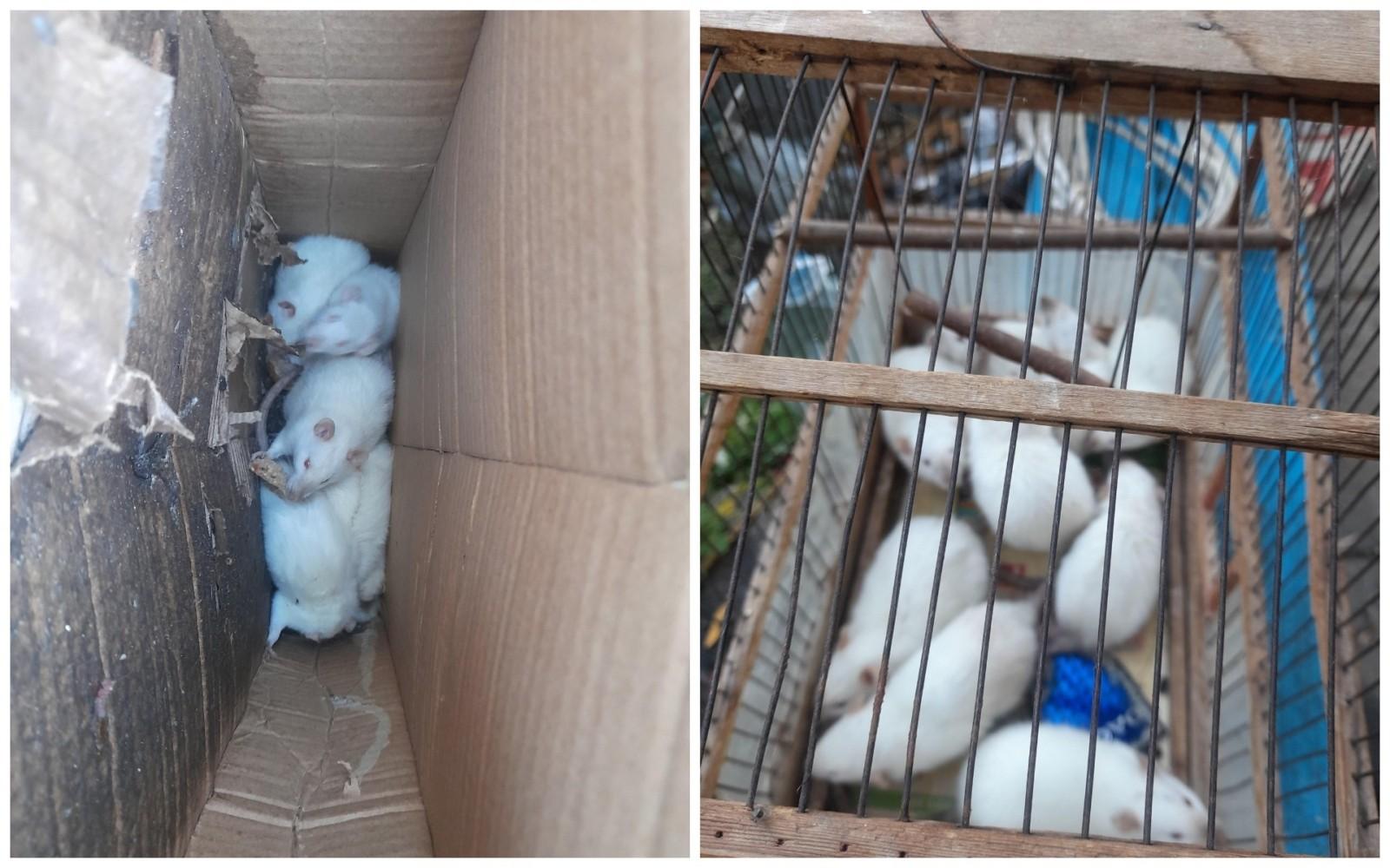 На Харківському масиві викинули на голодну смерть дев’ять маленьких білих мишок