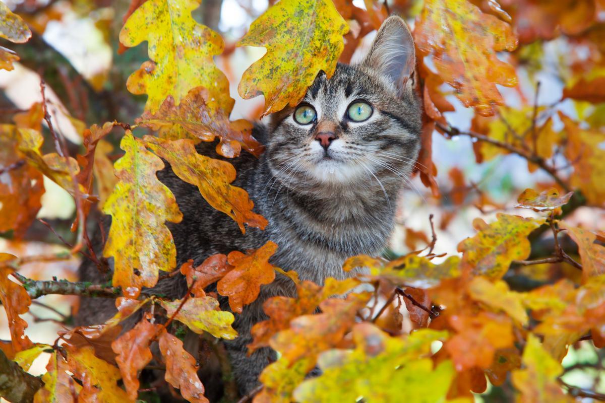 Погода осень кот