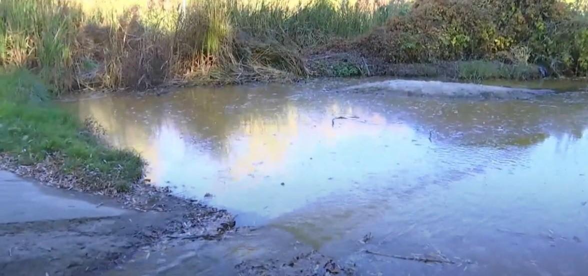 Каламутно і смердить. У ставки Голосіївського парку течуть дивні нечистоти (ВІДЕО)