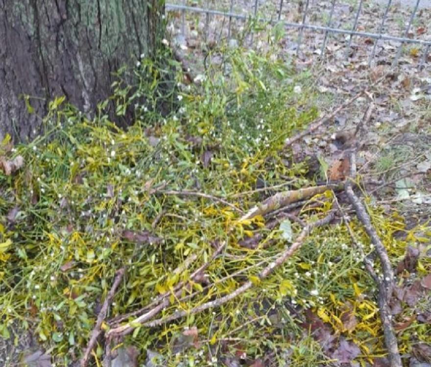 У Києві гілкою розбило голову жінці (ФОТО)