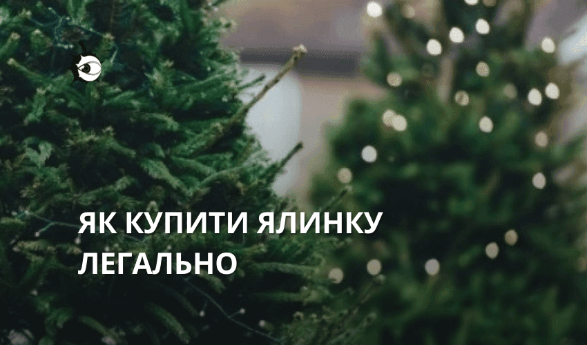 Купити ялинку в Києві: де і за скільки