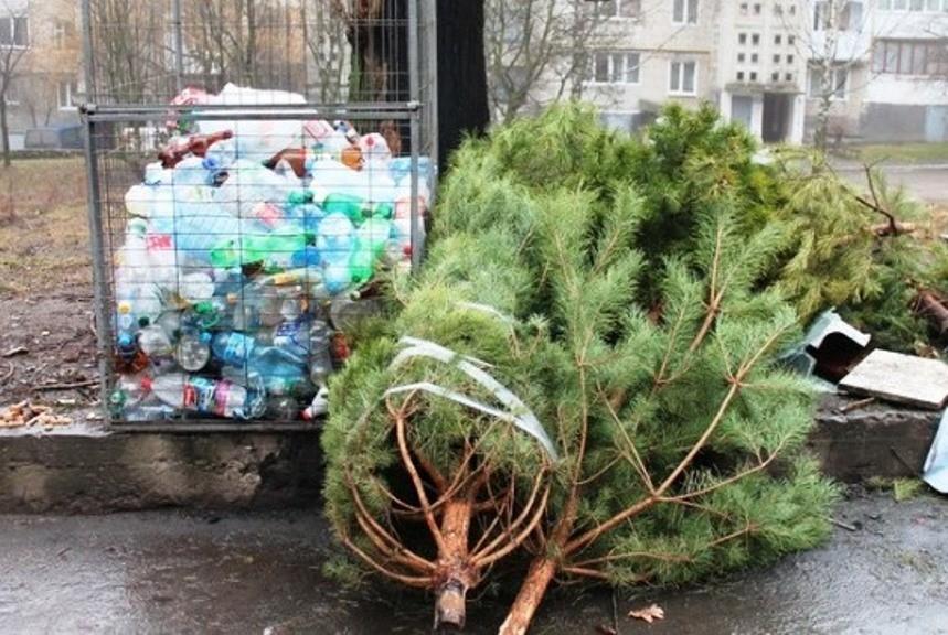 Віднести в пункт прийому, вивезти за гроші, викинути на смітник – три способи позбутися ялинки