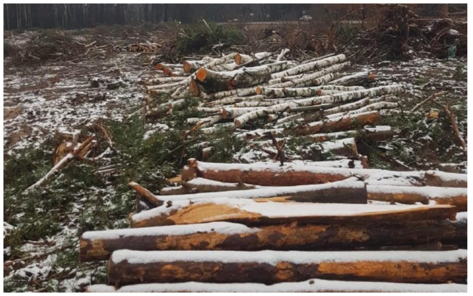 Рубали аж гай шумів. У передмісті підприємців змусили сплатити величезний штраф за зрубані дерева