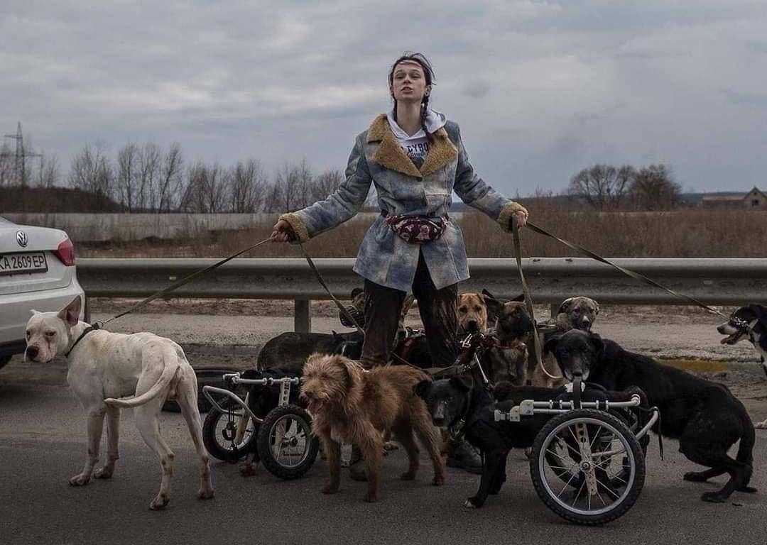 Три години на скалічених лапках. Як рятували собак-інвалідів з Ірпеня
