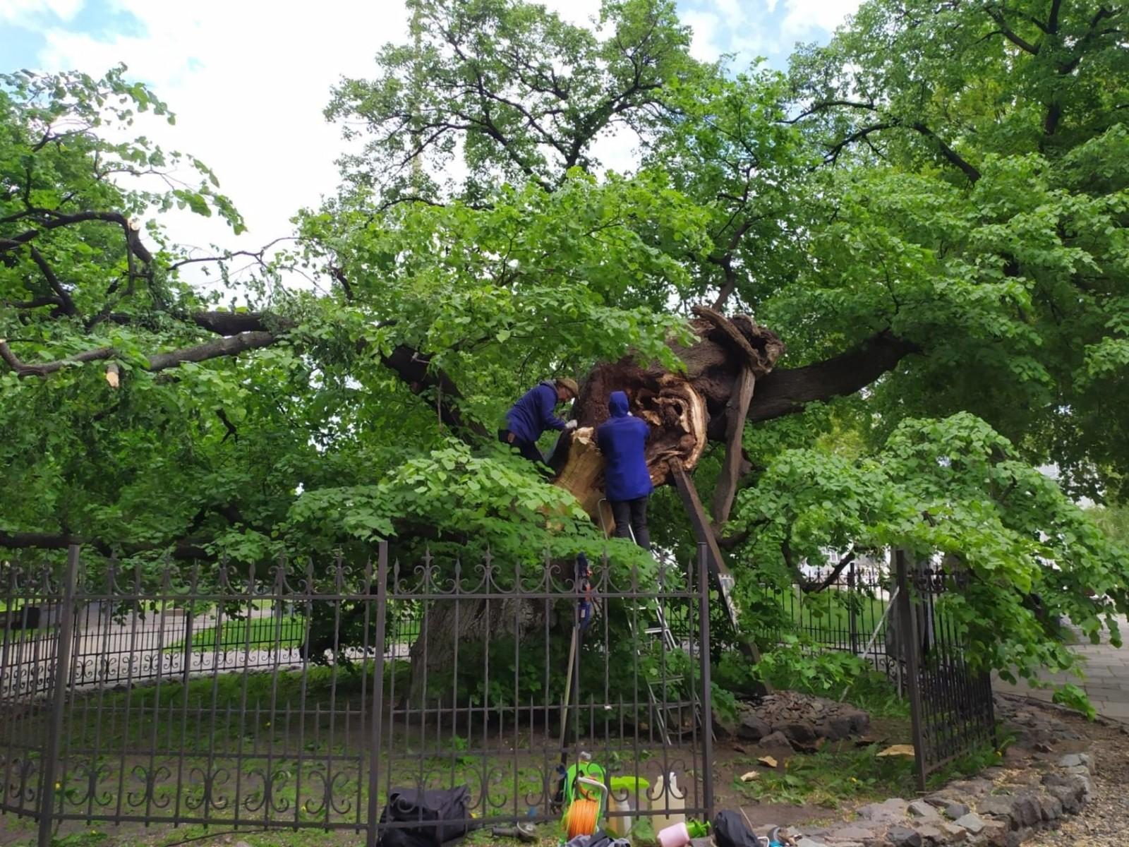 Пошкоджену через буревій Липу Петра Могильного почали лікувати (ФОТО)