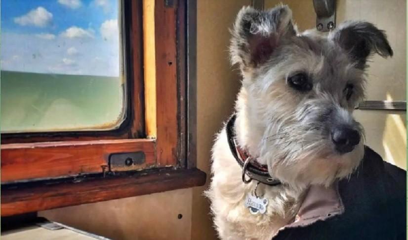 У Instagram створили сторінку для кудлатої провідниці Ніколь