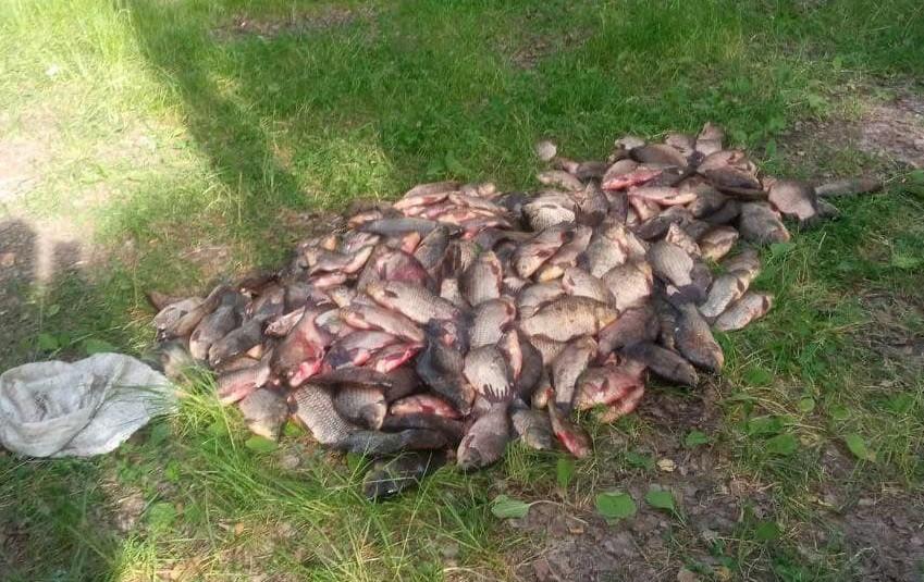 Ловили сітками під час нересту: на Київщині браконьєри “почистили” водойми майже на пів мільйона гривень