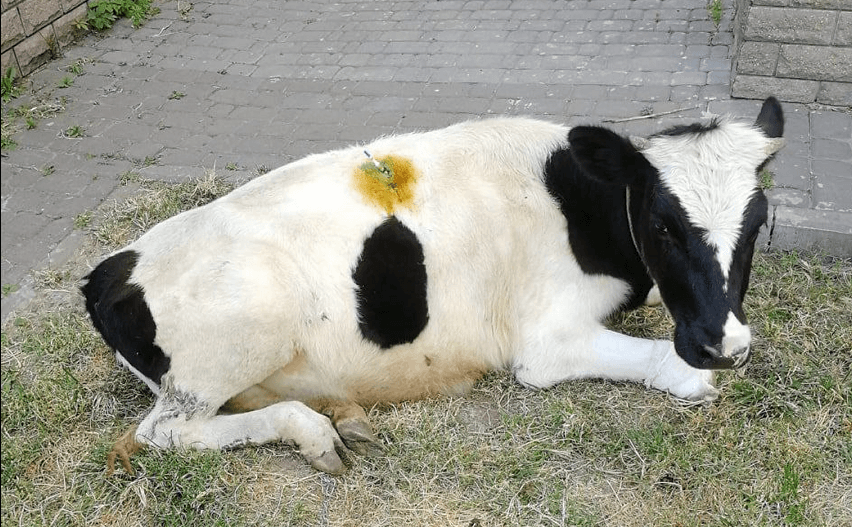 В Києві рятують корову, яка серйозно постраждала під час обстрілів