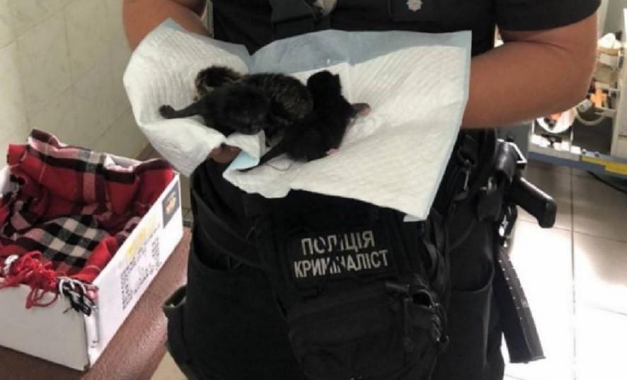 Столичні поліцейські врятували кошенят