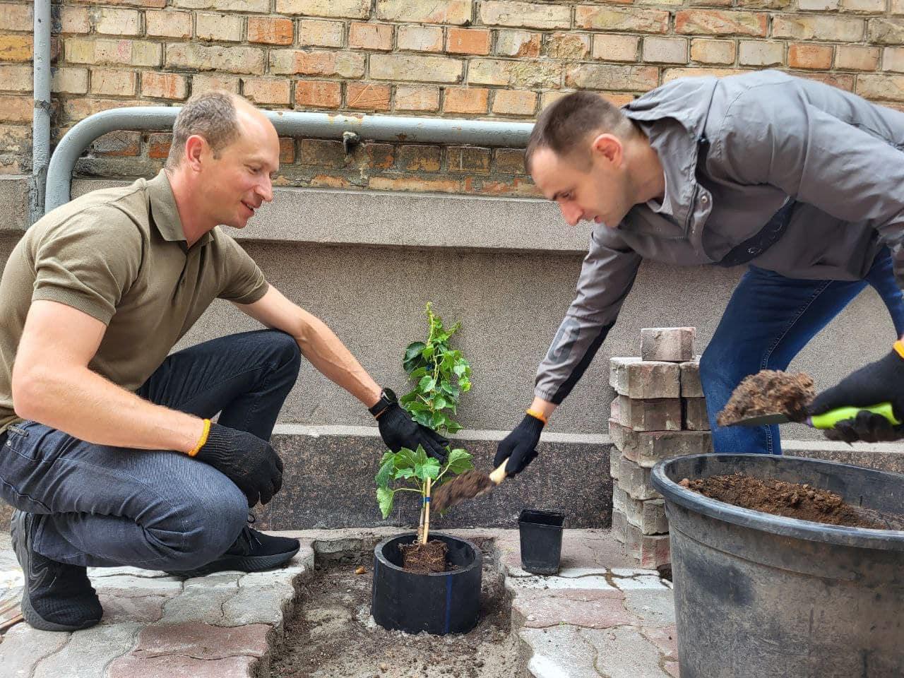 Біля мерії висадили виноград Вічі, який вкриє стіни зеленим килимом