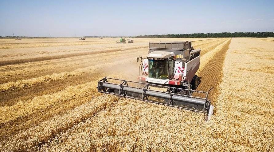 На Київщині фермери мають на 30-40% менший урожай за минулорічний