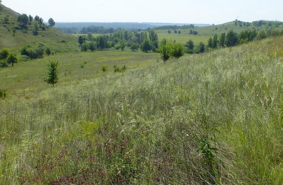 На Київщині виявили степовий схил з рідкісними рослинами (ФОТО)