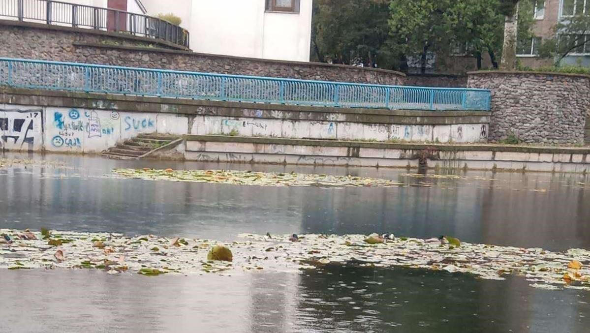 У водоймі на Виноградарі виявили масову загибель диких качок – що відомо