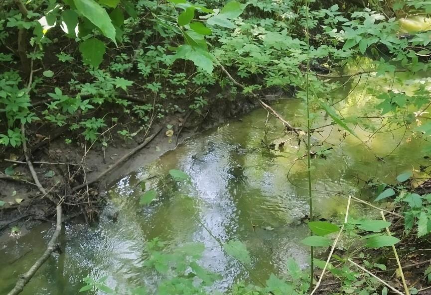 Київські екологи пропонують створити ботанічну пам’ятку “Заплава орхідей”: де вона знаходиться (ФОТО)