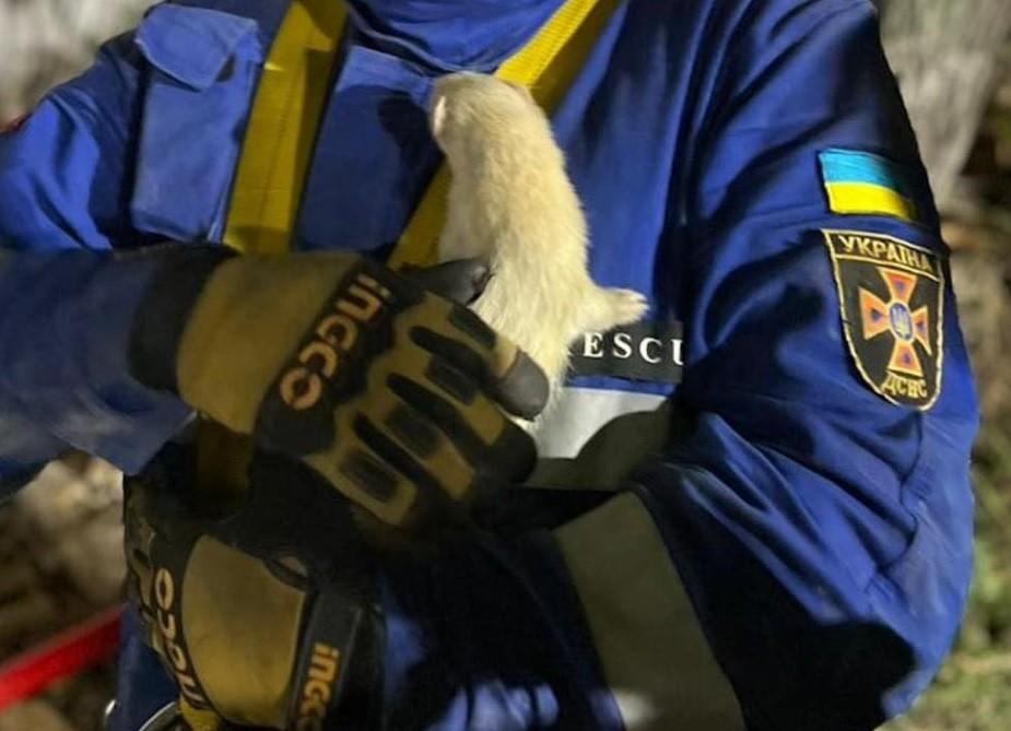 Атака дронів-камікадзе на Київ: З-під завалів витягли домашнього тхора