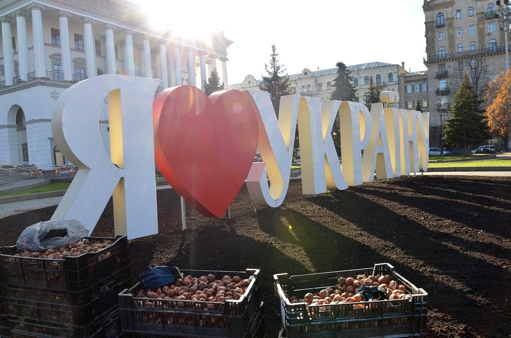 тюльпани з нідерландів