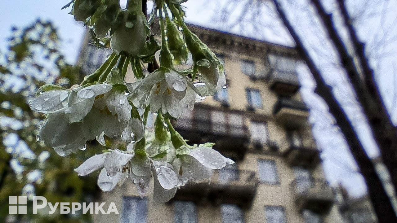 Весняний привіт. У Києві вдруге зацвіла сакура