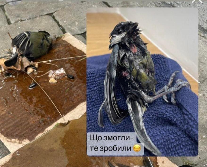 В Києві в одному з ТРЦ загинули синиці в клейових пастках для щурів