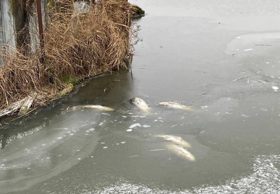 Масова загибель риби у річці Унава: що показали результати досліджень води