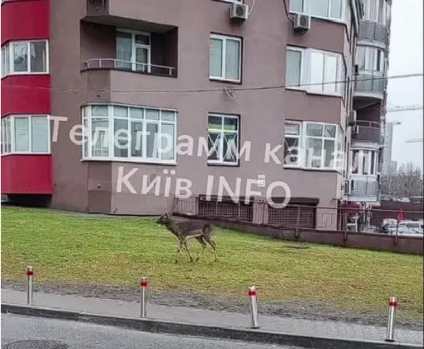 У Києві помітили оленя, який бігав у дворах багатоповерхівок