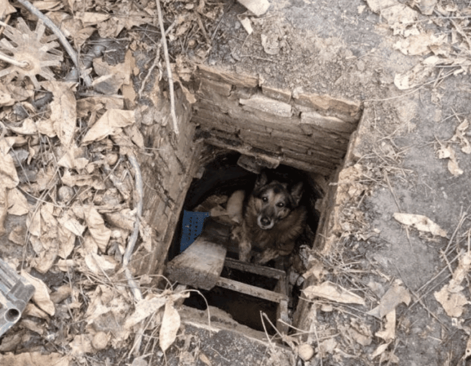 Злякався ворожого обстрілу: на Київщині врятували пса, який потрапив у каналізаційну яму (ФОТО)