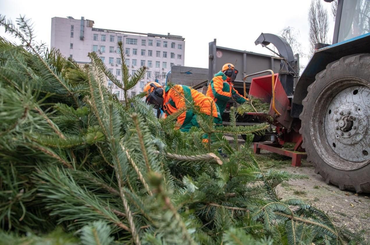 Куди здати ялинку: адреси пунктів прийому у Києві