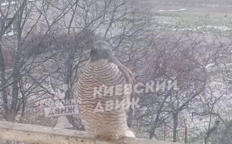 У Києві помітили хижака, який заглядає у вікна в пошуках їжі