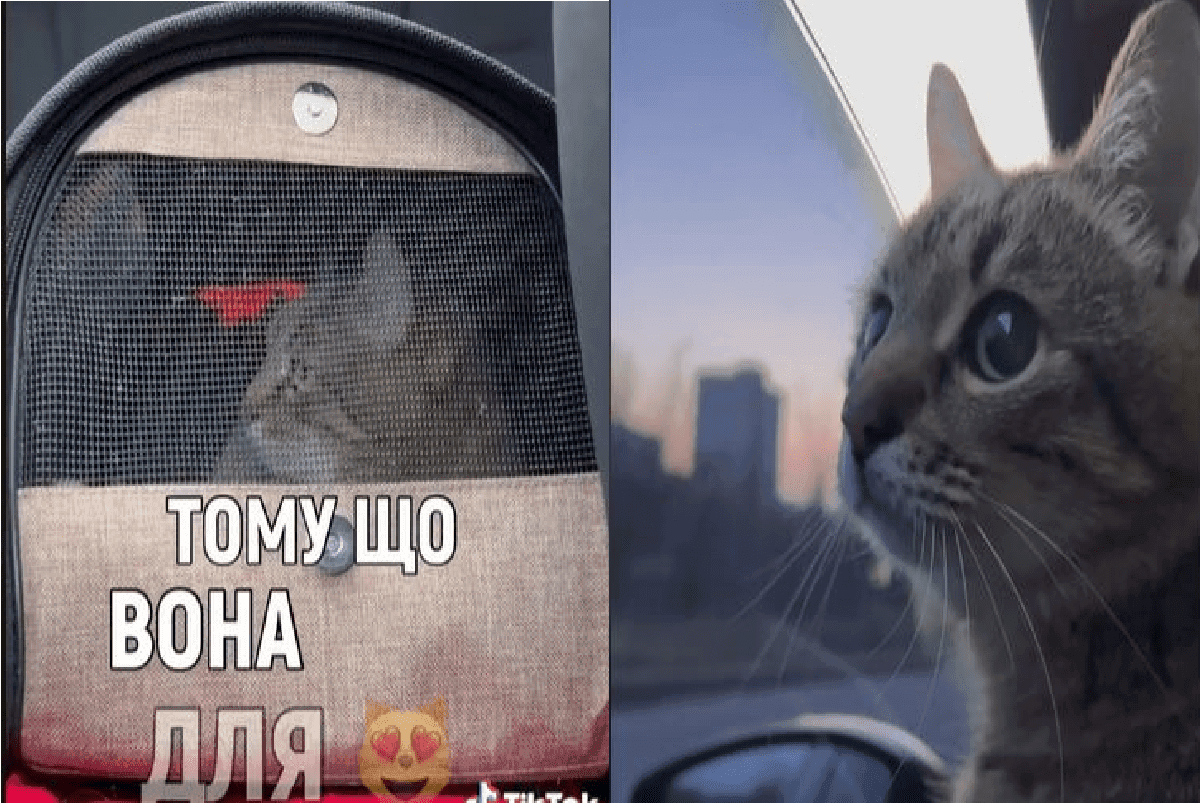 Інста-зірковий Кіт Степан зізнався, де проводить весну