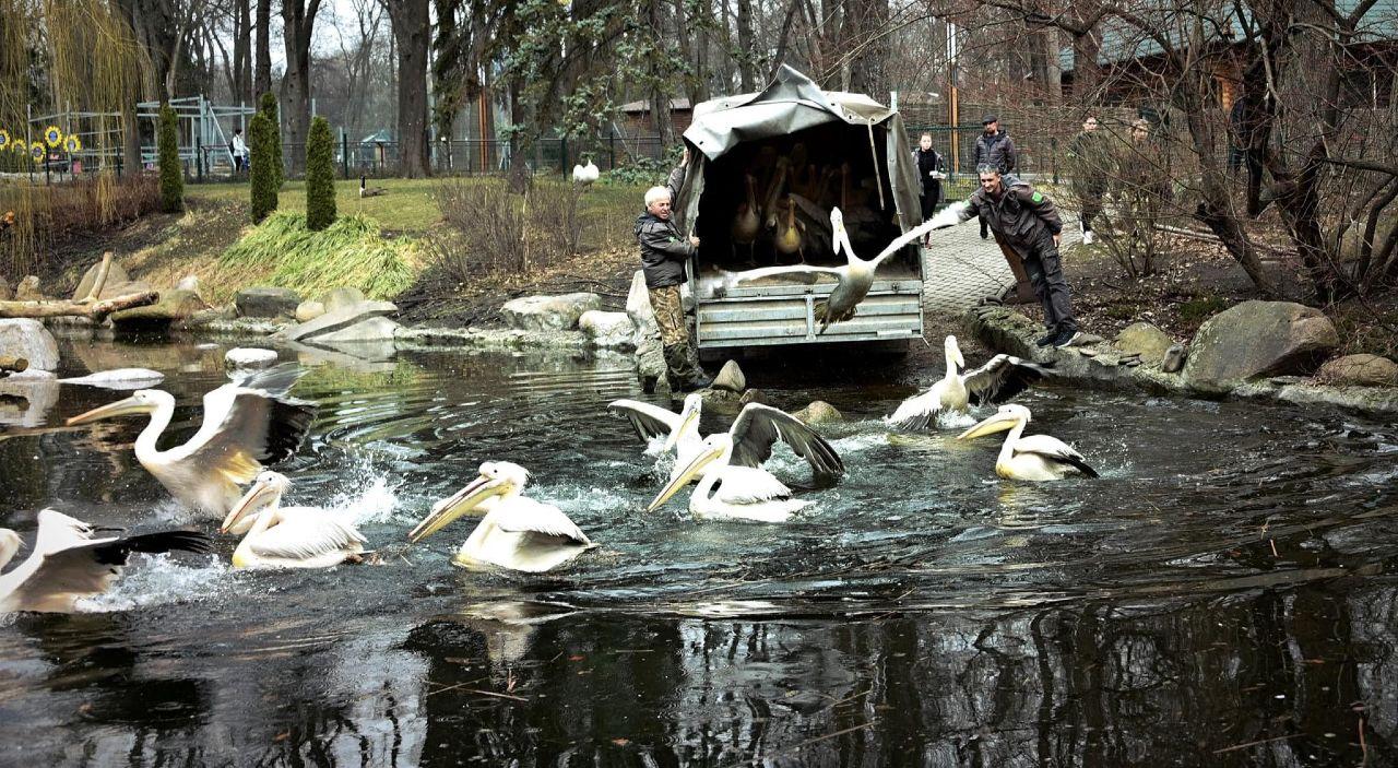 У столичному зоопарку пеліканів випустили на відкриту водойму