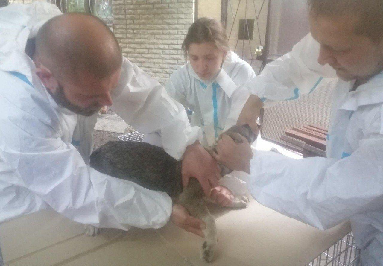 У Києві лікарі муніципальної ветклініки надали допомогу першим тваринам із Херсонщини
