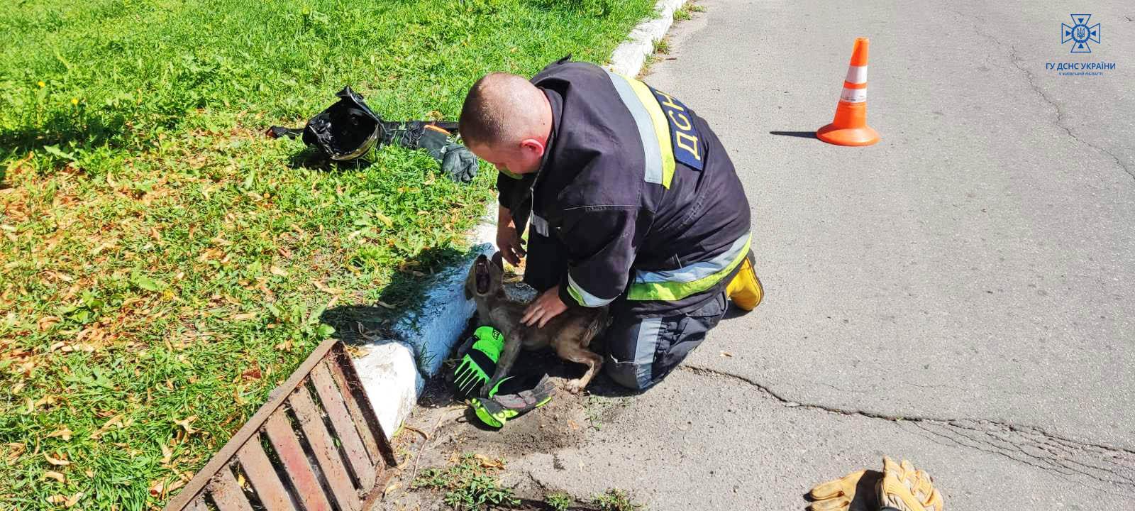 В Узині надзвичайники врятували цуценя