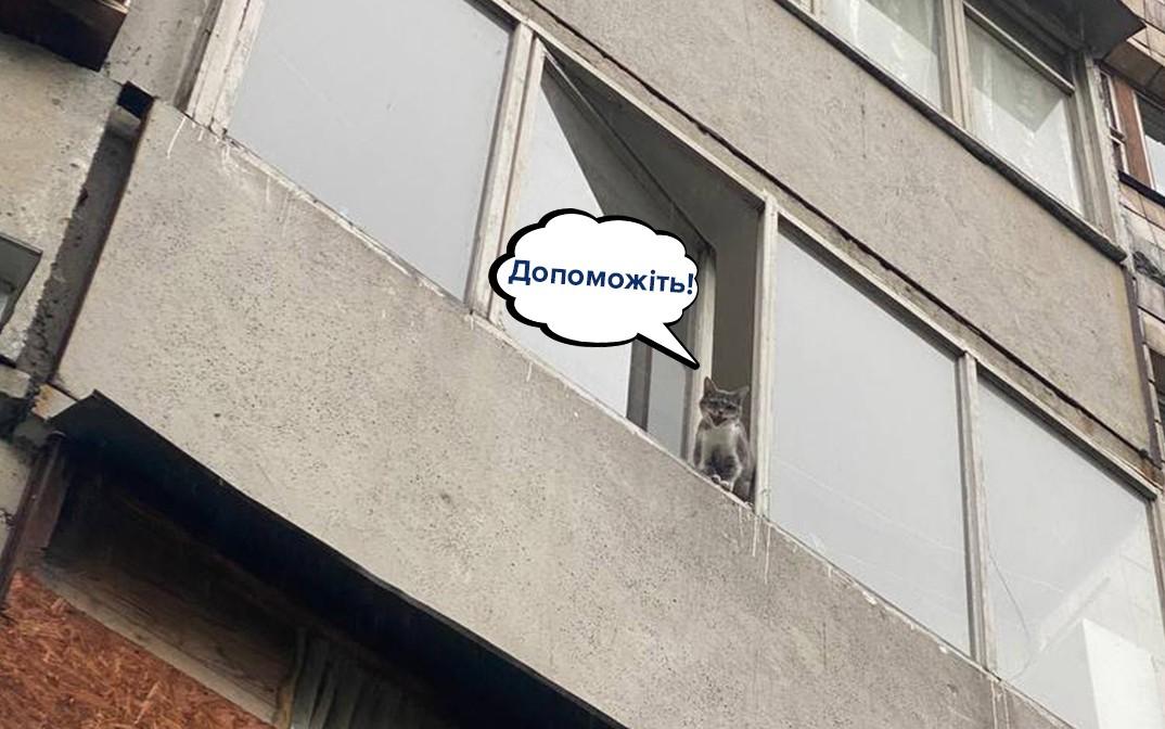 Столичні патрульні врятували кота, який сам просидів два тижні у зачиненій квартирі