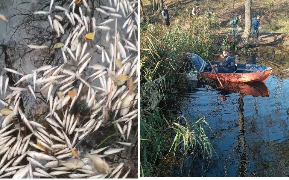 У Деснянському районі загинула риба в озері