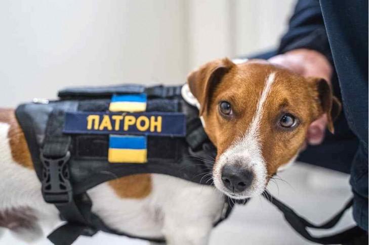 Є ідея встановити пам’ятник Псу Патрону на місці демонтованого пам’ятника Пушкіну