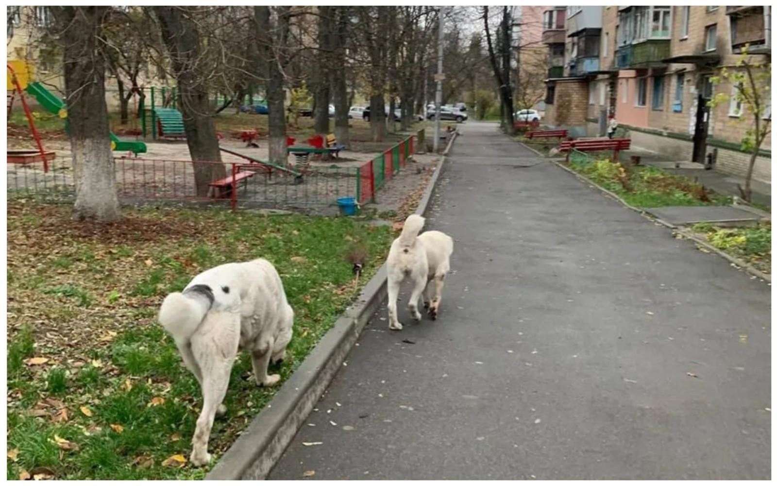 Два собаки “тероризують” мешканців Пріорки, загризаючи їхніх домашніх улюбленців