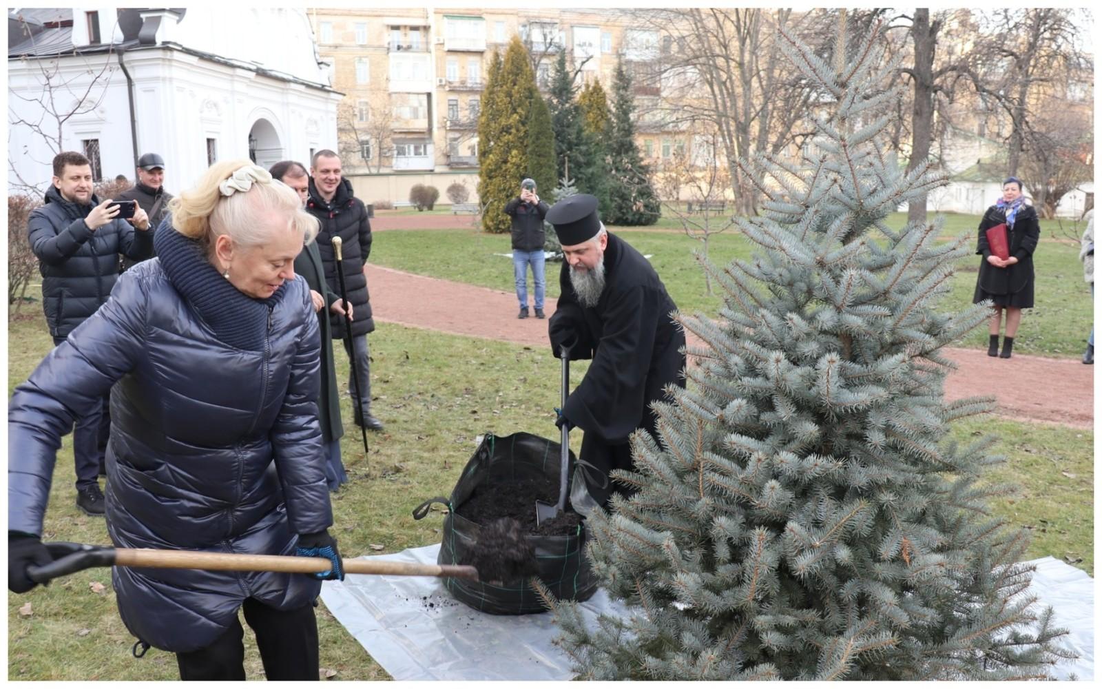 На території Софії Київської з’явилися ялинки, висаджені на честь першого святкування Різдва за новим календарем