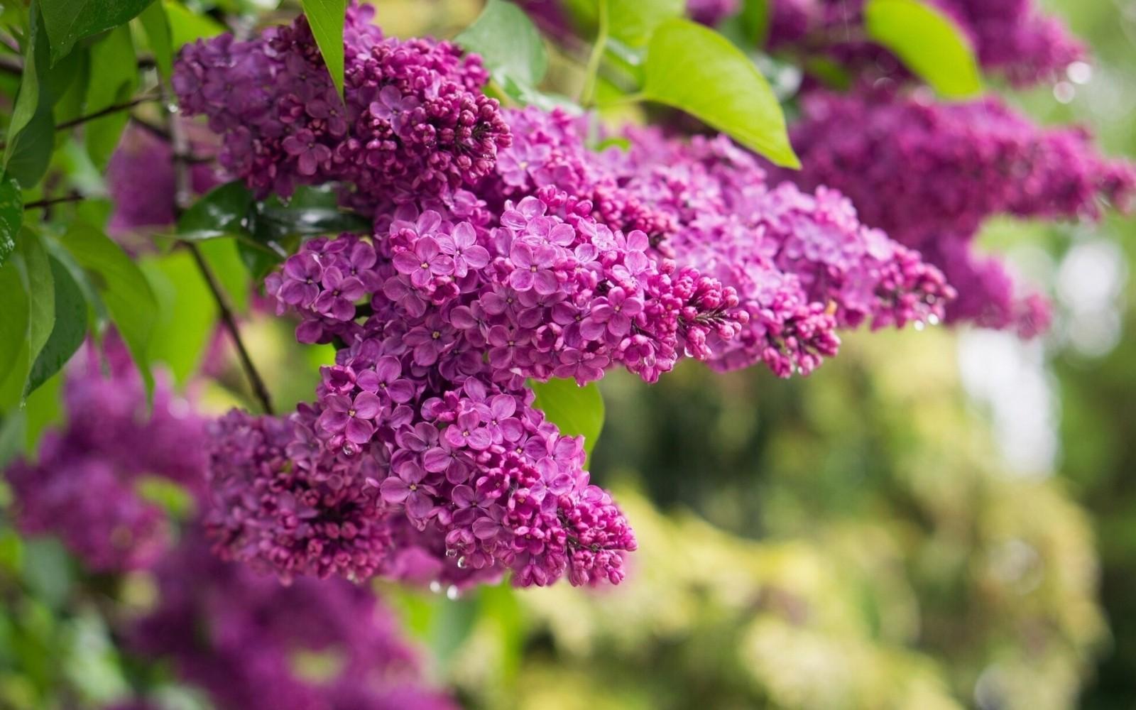 У “Добропарку” почали створювати бузковий сад