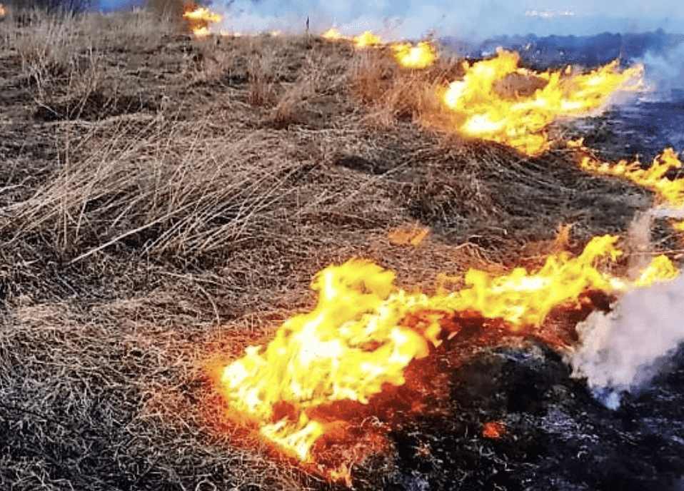 Киянам нагадують про заборону спалювання сухої трави та листя: які штрафи загрожують за порушення