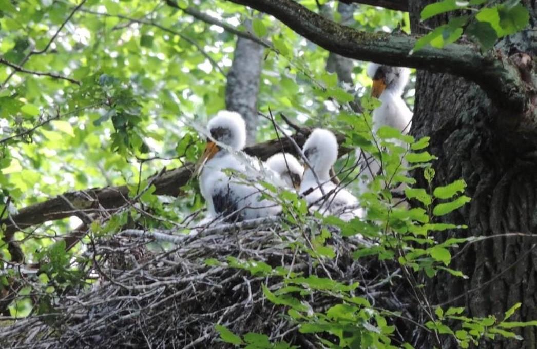 На Київщині створили охоронні зони для захисту рідкісних птахів
