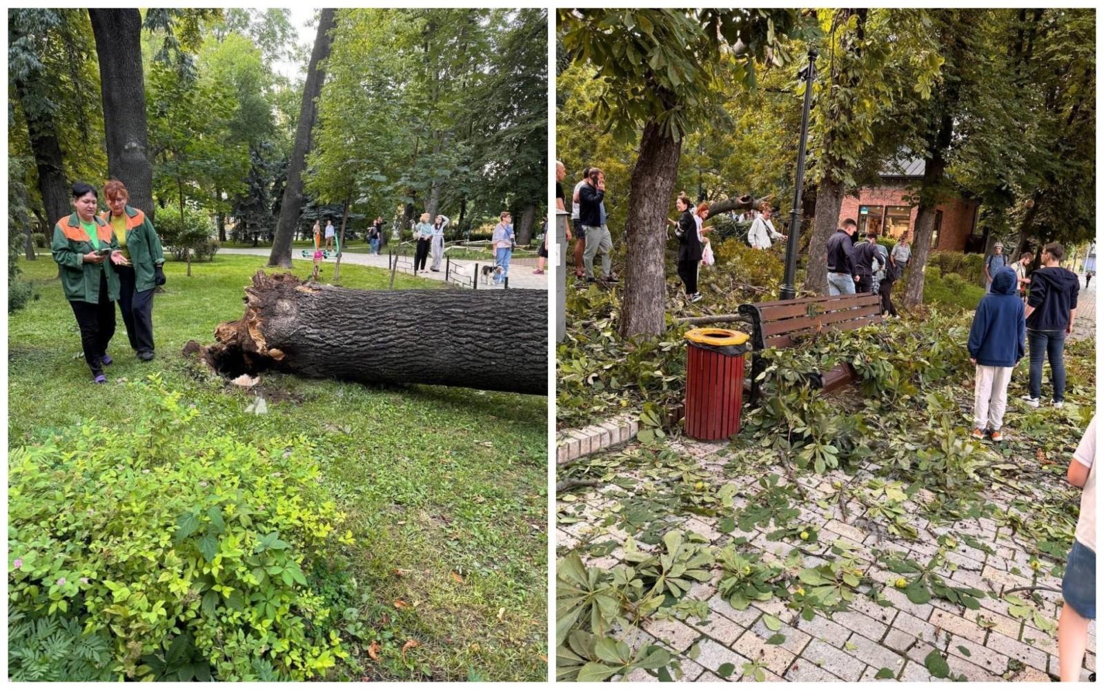 Четверо людей потрапили до лікарні від падіння дерева у центральному парку