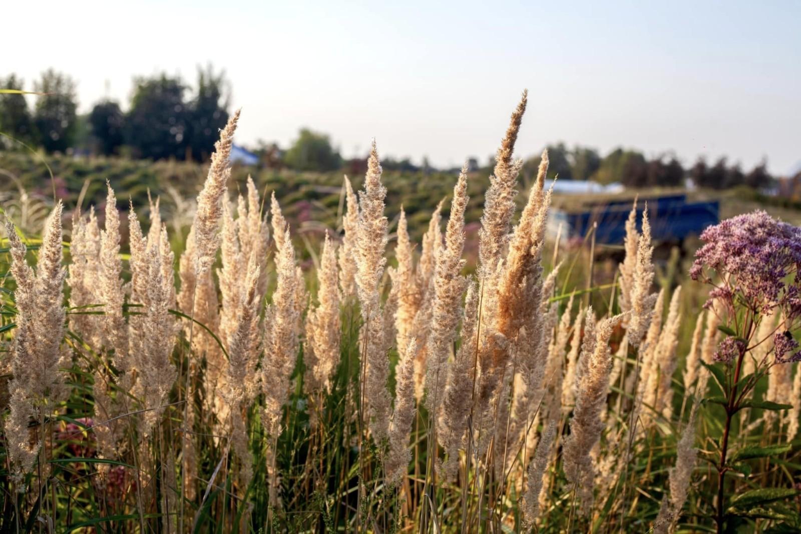 Відпочинок і терапія для душі: у “Добропарку” з’явилася нова локація із злаками