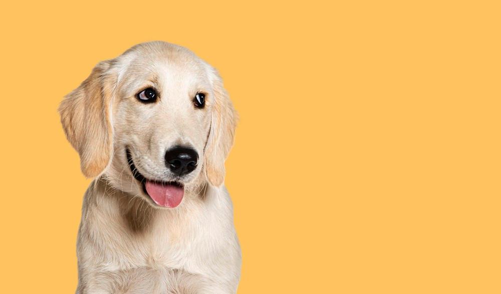 Знайдіть собі пухнастого друга: на ВДНГ відбудеться AdoptMe Days